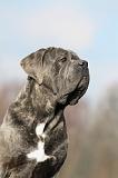 CANE CORSO 683